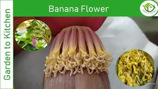 Banana Flower | Breaks kidney stones | Lactating Moms | Health Benefits | Recipe | Banana Blossom
