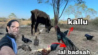 Kallu aur Lal Badshah Apne Sahzadiyo K saath || mtf paradise  ||