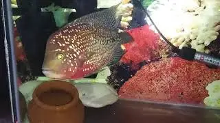 F2 red base Kamfa.