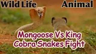 10 CRAZIEST MONGOOSE FIGHT EVER | MONGOOSE VS KING COBRA SNAKES #WILDLIFE #SNAkES #MONGOOSE
