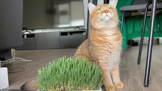 💚 Her Meowjesty Has a New Royal Garden &mdash; Is This What a Queen Deserves? 🌱👑🐾 #cat #trending