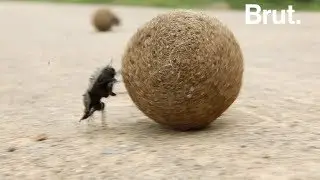 Pourquoi le bousier roule cette boule ?