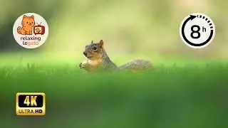 Squirrels in Nature 🐿️ | 8 Hours of Peaceful Nature Sounds in 4K