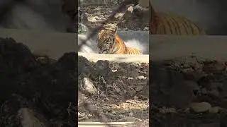 ZOO dear National Park Mussoorie Road Dehradun please welcome Dehradun zoo