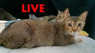 Relaxing sleepy cats - sleepy fat cat, basket cat, transparent box kitty, cat cover face with hand