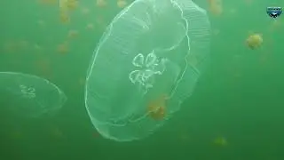Mysteries of the Ocean 🌊 | Cinematic Underwater Marine Life Documentary