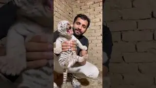 Episode 944: Hungry white tiger cub missing mom 🐯😍
