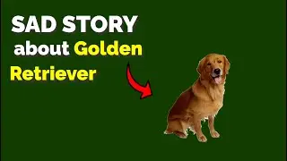 Heartfelt Journey of a Golden Retriever