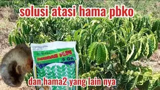 cara mencegah hama pbko dan uret lundy yang berlebih pada  tanaman kopi kita
