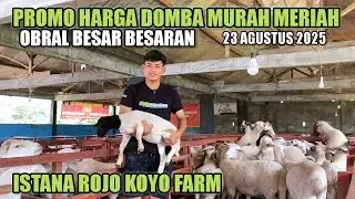RIVIEW HARGA DOMBA TERMURAH PROMO KEMERDEKAAN DI KANDANG ISTANA ROJO KOYO FARM KANIGORO BLITAR