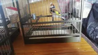 Remodelacion de las jaula c2 (+salud y - limpieza)