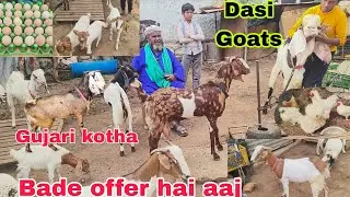 Sk BASHEER GOAT farm per bade offer multiple breed ke bakriya our Bakre hai available in Hyderabad 