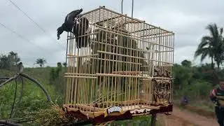 CURIO DE PRESA (EL PODEROSO)PROPRIETÁRIO PIPIZINHO DE MARABÁ NO PARÁ 