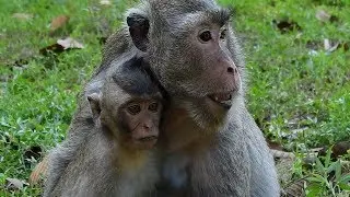 Poor Mom Merry so worried her safe baby and her Group because Amber Group disturb her Group.