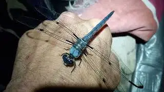 Nature's Ancient Sentinel Goons - The Elusive and Rare Blue Dragonfly CAME TO CHILL