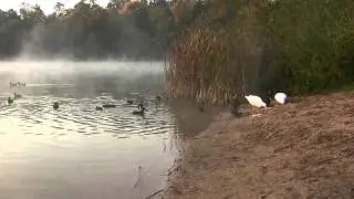 Ducks in Walldorf Forest Pond