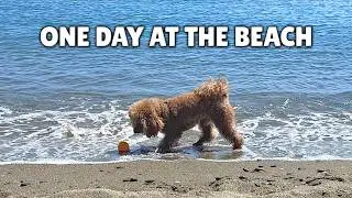 A Day at the Beach with Charlie &ndash; Poodle Life in the Sun! 🐾☀️
