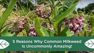 5 Reasons Why Common Milkweed is Uncommonly Amazing!