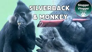 When A Mangabey Eyes A Gorilla Snacks