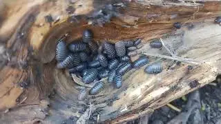 Roly poly Holllow
