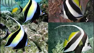 heniochus acuminatus falso ídolo moro