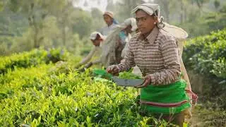 Top 10 Tea Producing Countries  A Global #2025