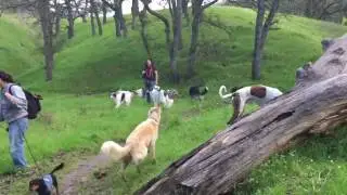21 HOUND HIKE - Silken Windhounds, Borzoi, Dachshunds, and Magyar Agars