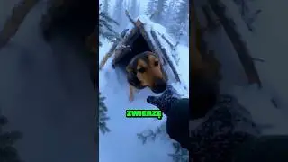 Podczas śnieżycy znalazł psa w drewnianym domku w środku lasu 🐶❄️🏠