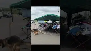 Ok. Video author: @tvoy_hand 1 #comments #humor #meme