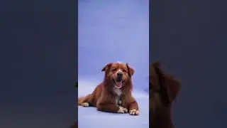 dog funny video #dogshorts #funnydogcompilation @CrittersFamily2