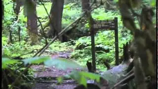 Paranormal Invasion