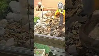 Puff Adder's scary strike !!!😬 #shorts_ #snake #dangeroussnakes #reptiles #shortsyoutube #shots