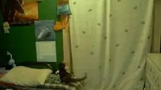 jumping kitten
