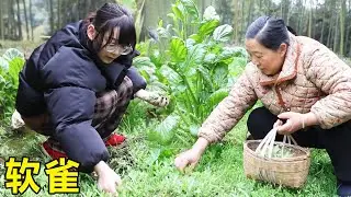 天气回暖，幺妈和思宇上山摘一筐清明草，加入糯米粉两种吃法糯糯叽叽香极了！【幺妈和幺叔】