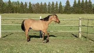 2020 AQHA Dun Colt