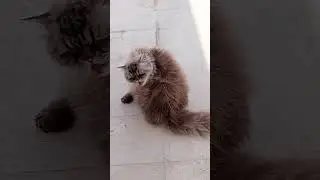 my coby cat masaya kung makalabas 🐈(OFW KSA)