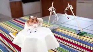 Tiny Hamster Eating Tiny Burrito is Adorably Funny