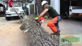 tree service orlando