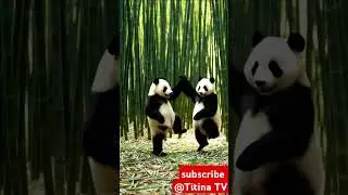 #panda #samba #children #ფორიუ #პანდა #სამბა