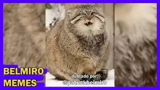 Belmiro Memes: Dublagens de animais engraçados - Episódio 547