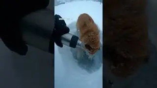 Dog Trapped in Ice During Extreme Cold (POV Rescue)
