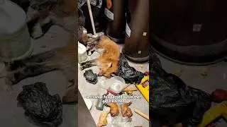 The pregnant fox passed out from hunger.#shorts #animals #fox #rescue #cute