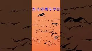 천수만흑두루미#흑두루미 #black crane flight