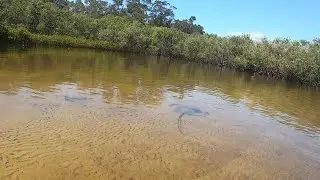 Warrell Creek, Nambucca Heads, NSW. A kayaking day trip