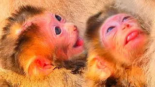 Mama Monkey MOKA Brings Her 2 Day Old Baby to Enjoy Gentle Sunshine 🐒☀️.
