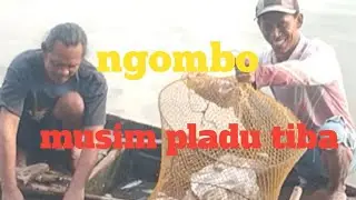musim pladu menjadi rezeq ||musim ||pladuikan ||alirankali ||bengawansolo ||ikan ||ngombo