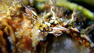 Bornella anguilla Johnson,1984