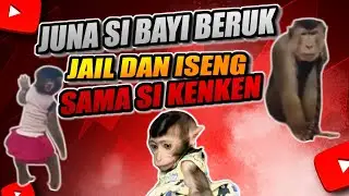 Kejailan monyet kecil Juna 