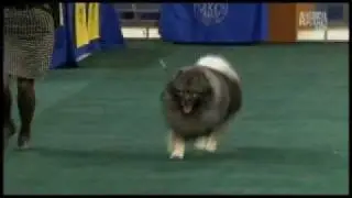 Mouse wins the Non-Sporting Group 