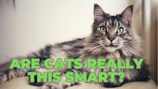 Top 5 Cats Known for Their Intelligence 🧠🐱